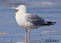 Larus argentatus
